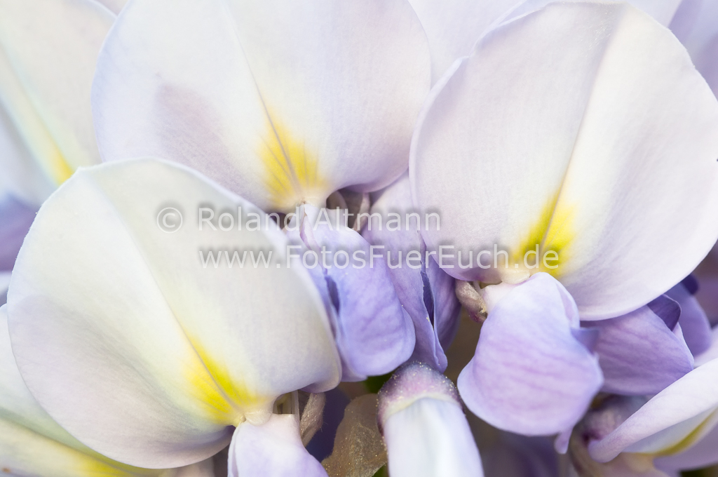 Preview 20150507_Roland_Altmann_3004663.jpg