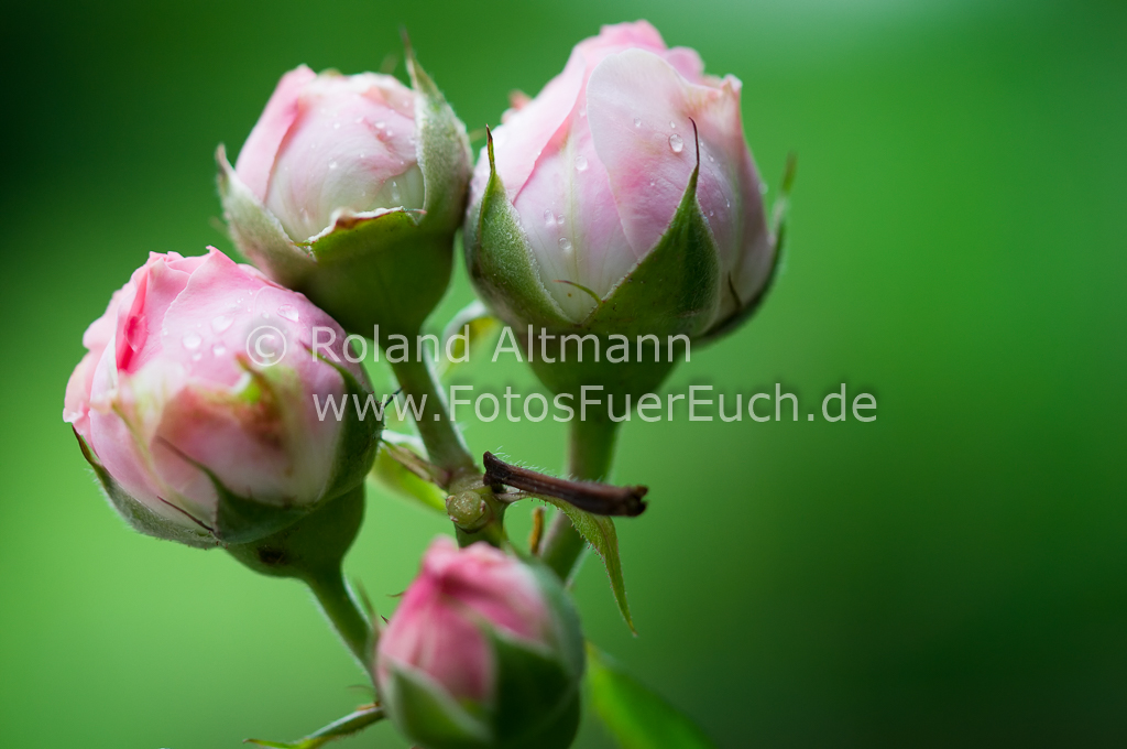 Preview 20150522_Roland_Altmann_3007040.jpg