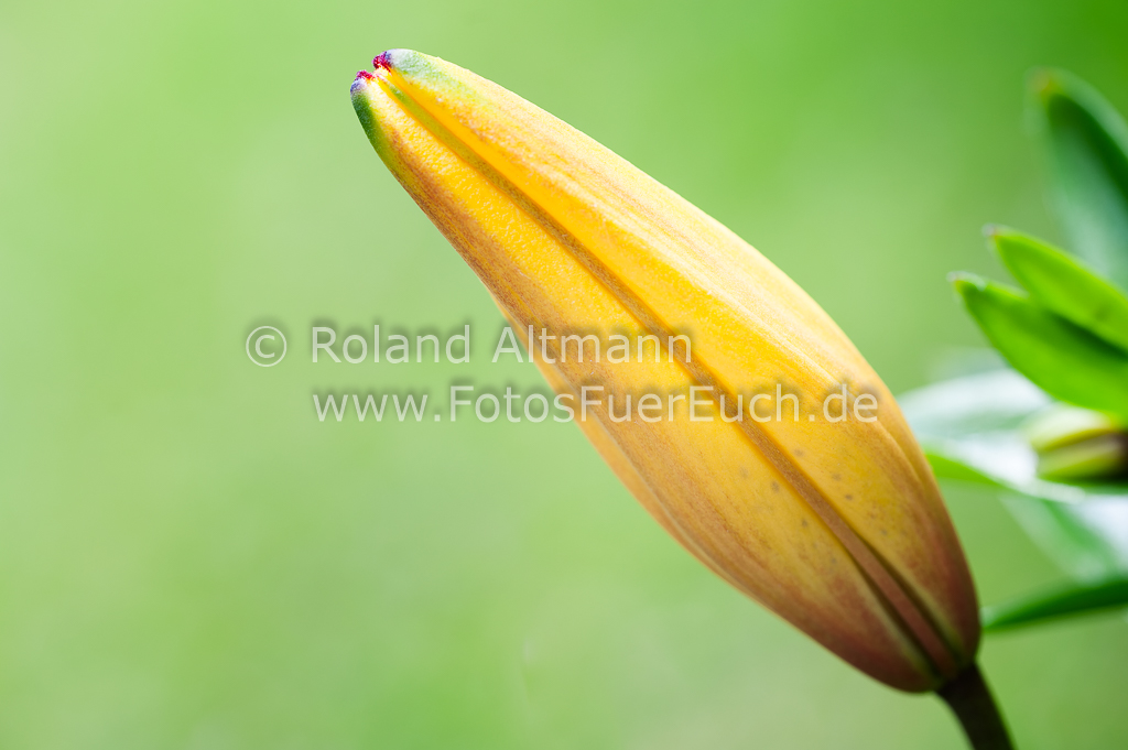 Preview 20150624_Roland_Altmann_7009478.jpg