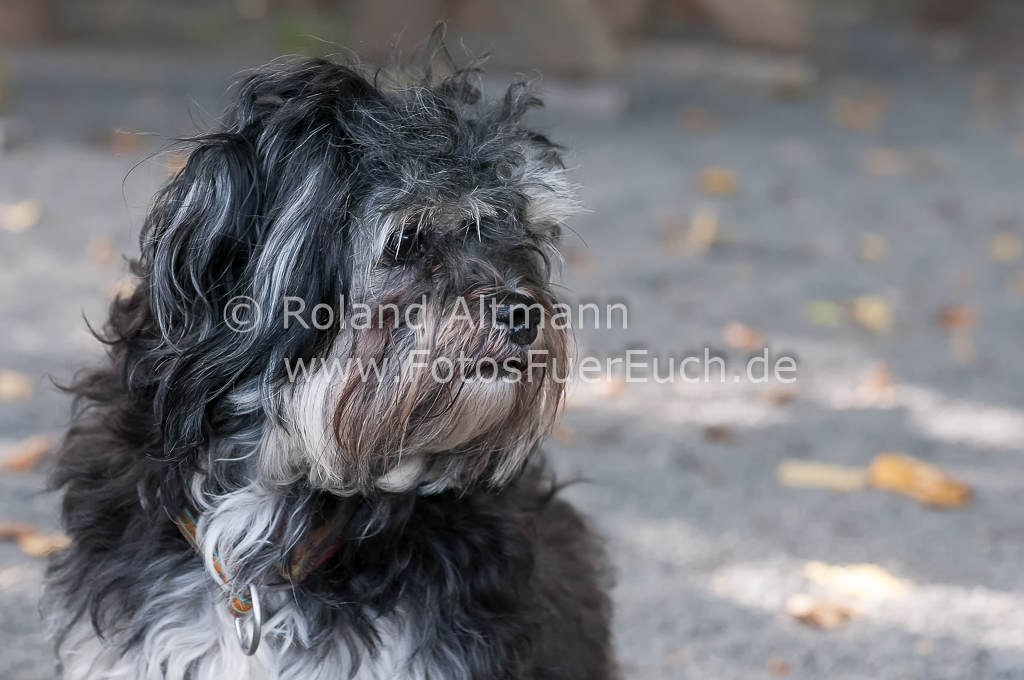 Preview 20120901-_3003839.jpg