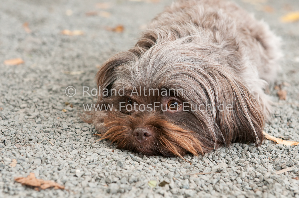 Preview 20120901-_3004170.jpg