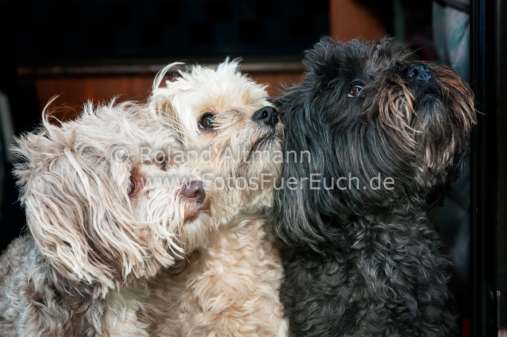 Preview 20120901-_3004221-V3.jpg