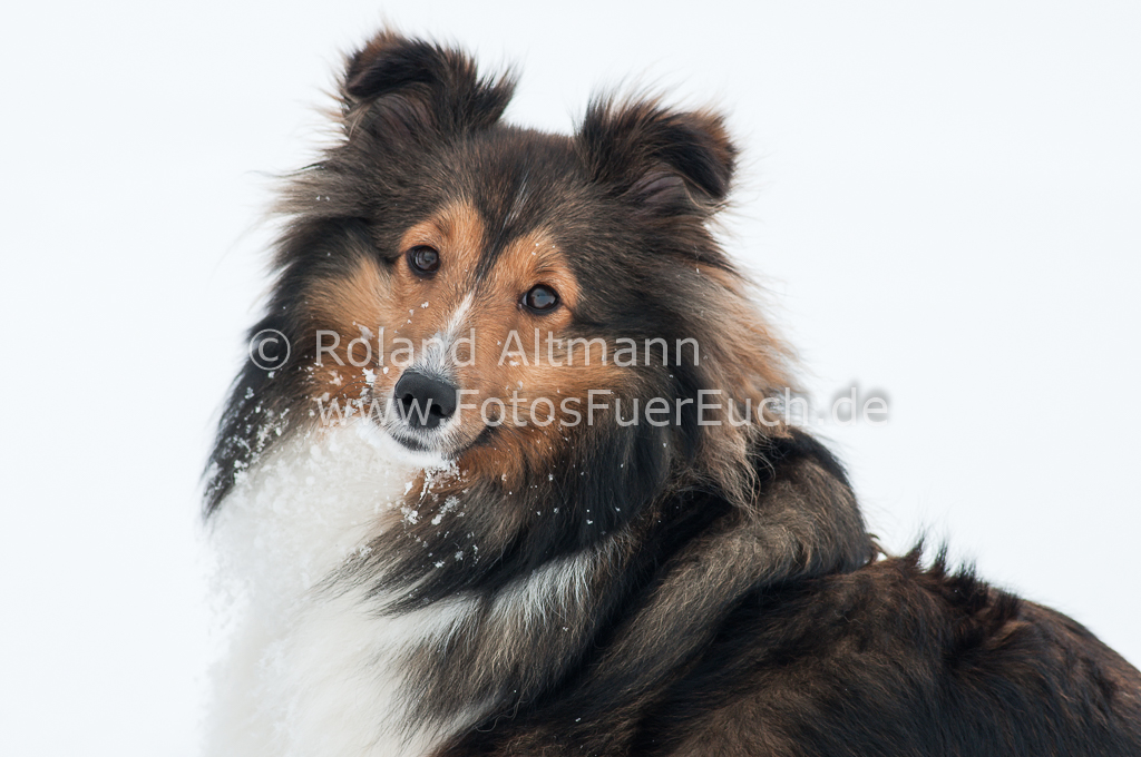 Preview 20130118_3004819-V2.jpg