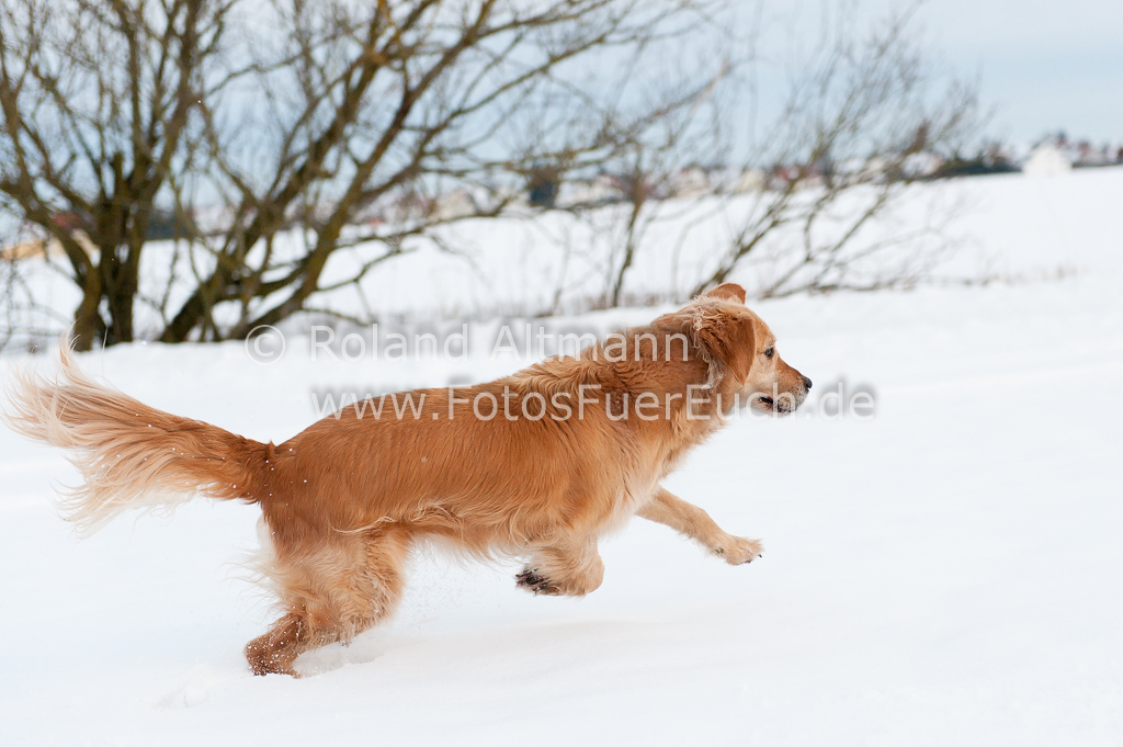 Preview 20130127_7006880.jpg