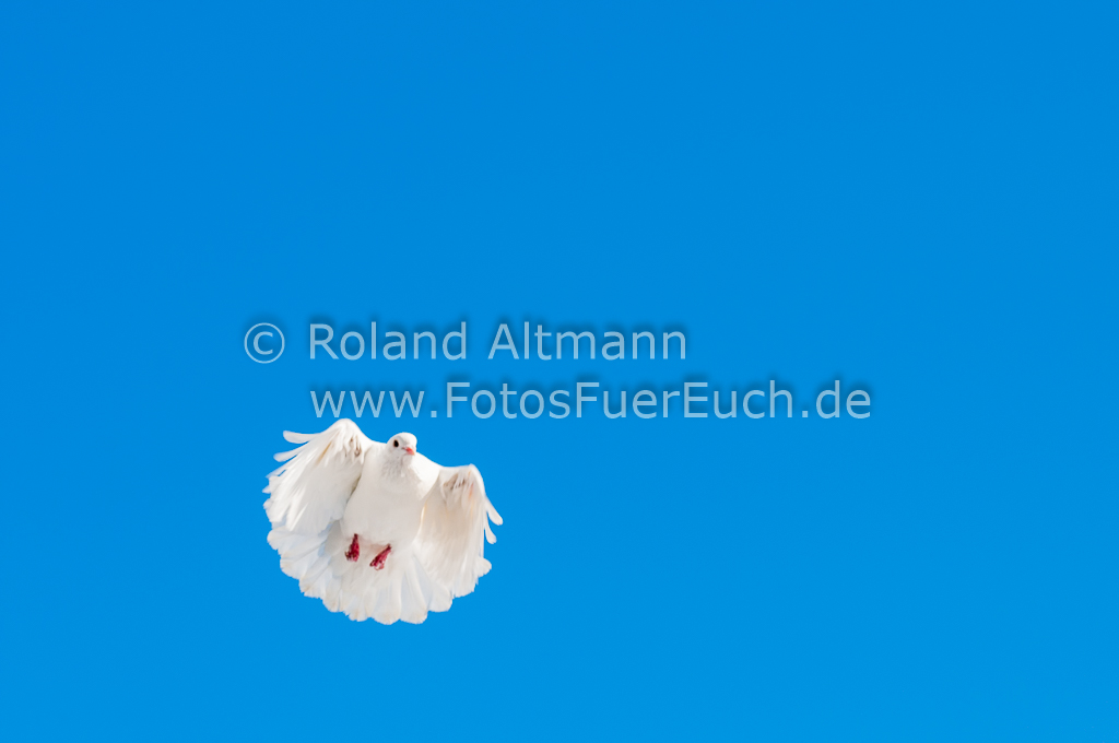 Preview 20130210_3004958.jpg