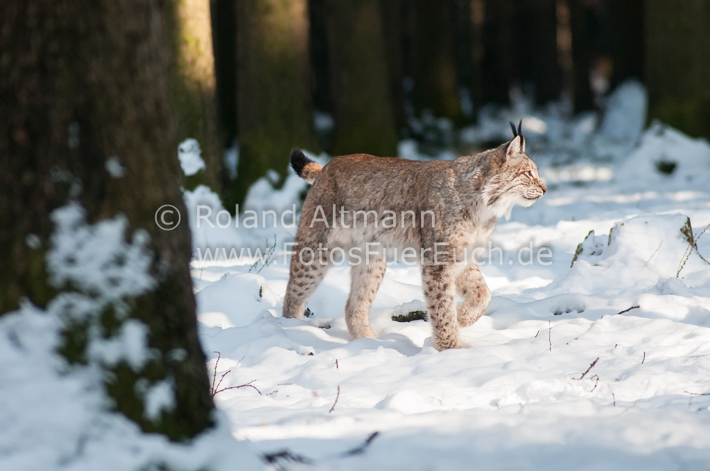 Preview 20130210_3005093.jpg