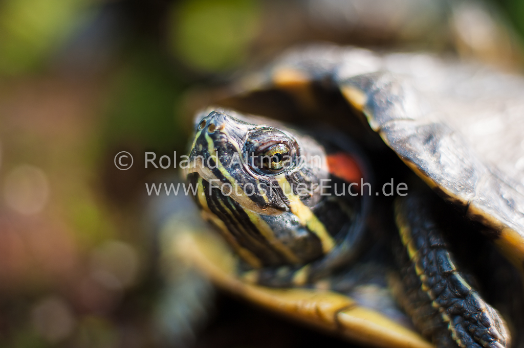 Preview 20130324_7008044.jpg