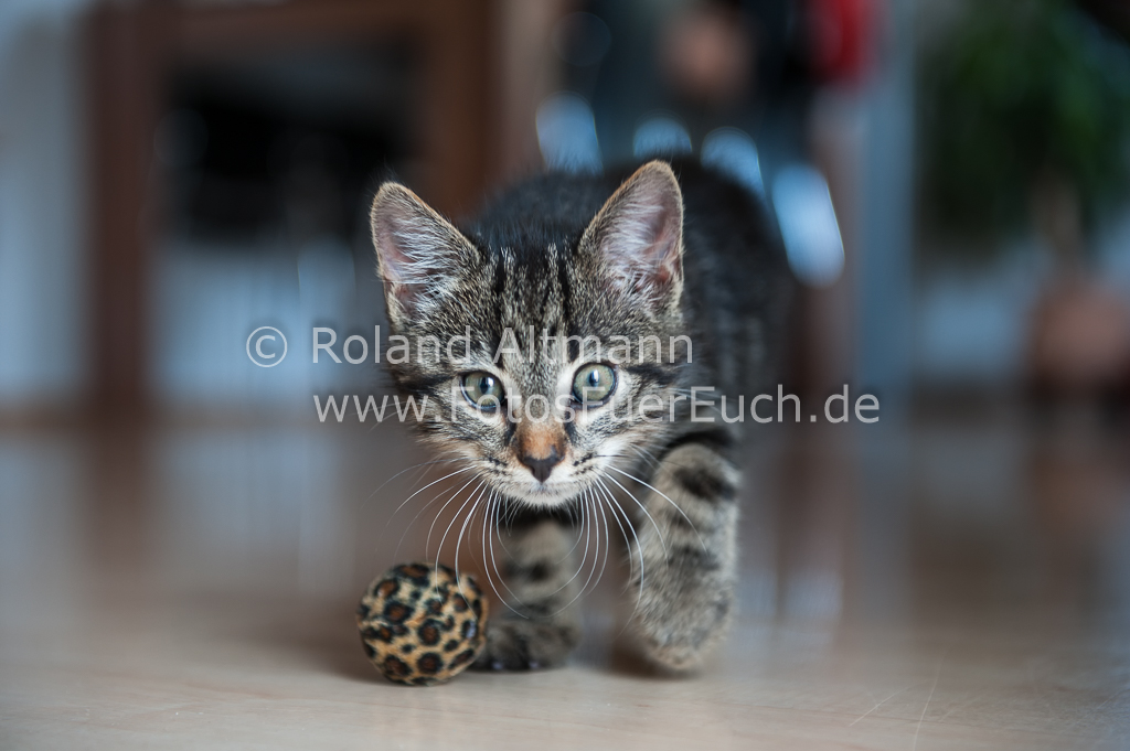 Preview 20130618_7002477.jpg