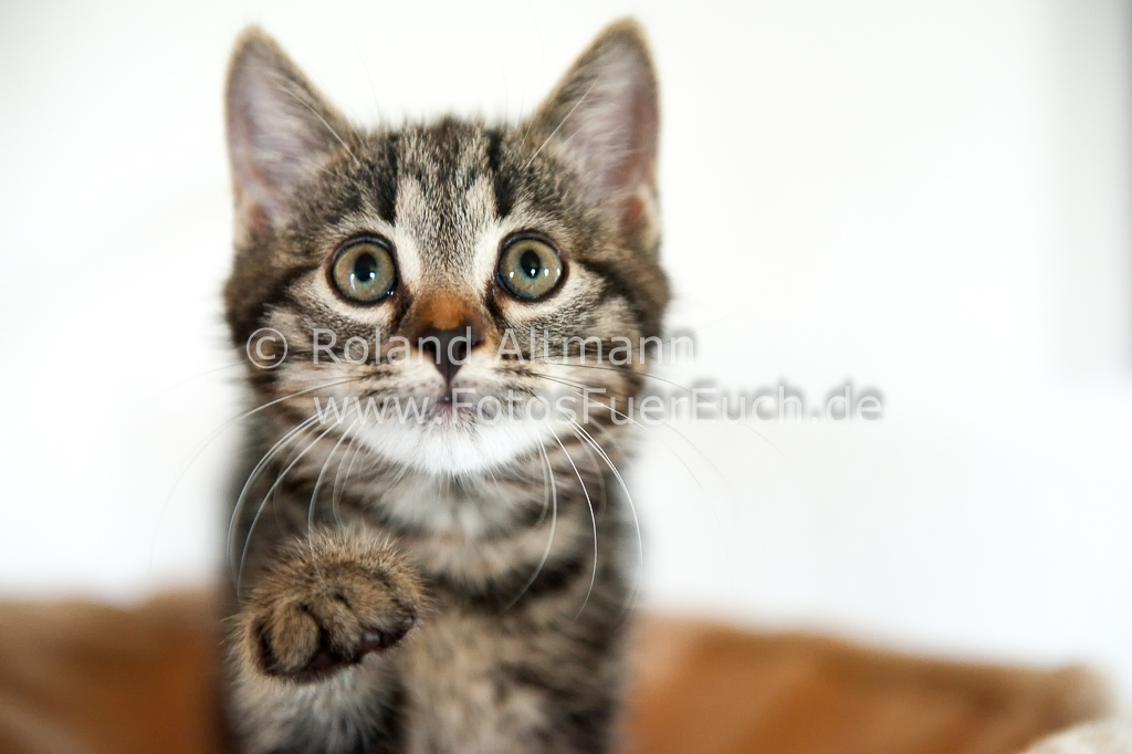 Preview 20130618_7002774.jpg