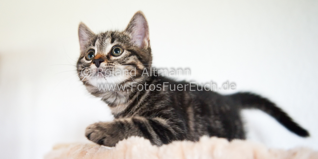 Preview 20130618_7002866-2.jpg