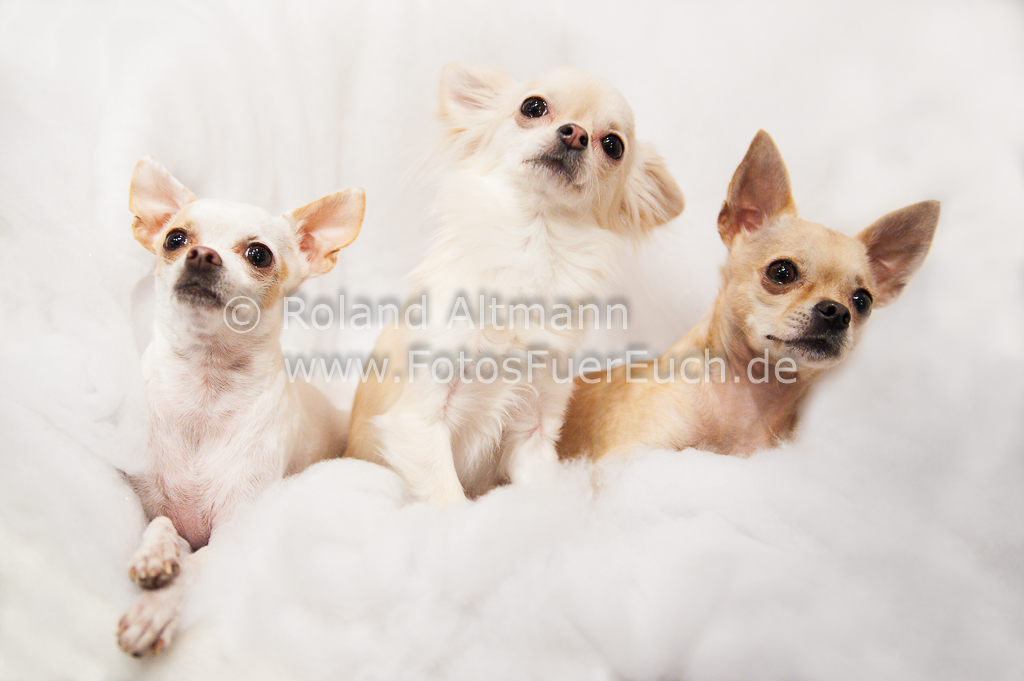 Preview 20141212_Roland_Altmann_7000970-2.jpg