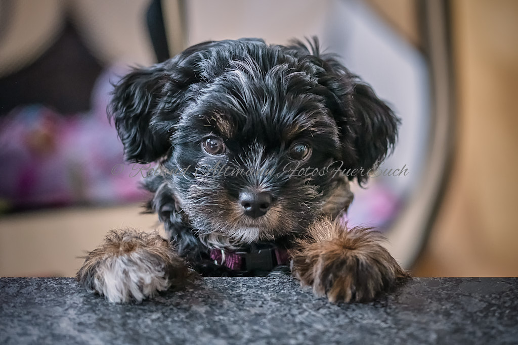 Preview 20190505_Roland_Altmann_8502486.jpg