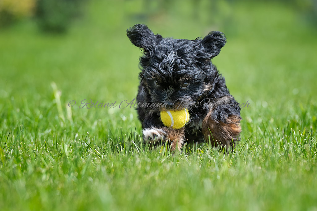 Preview 20190517_Roland_Altmann_8502655.jpg