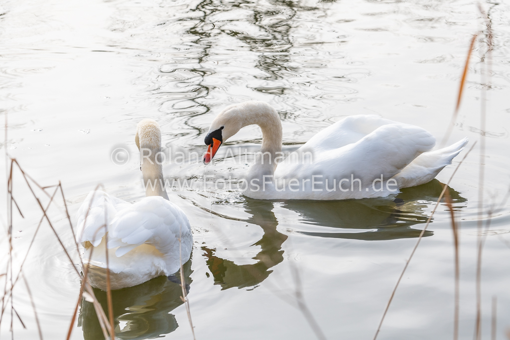 Preview 20200126_Roland_Altmann_8504355.jpg