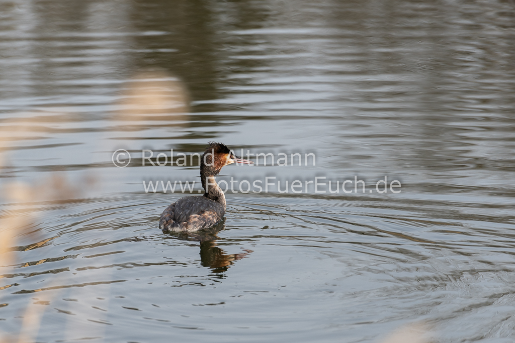 Preview 20200126_Roland_Altmann_8504365.jpg