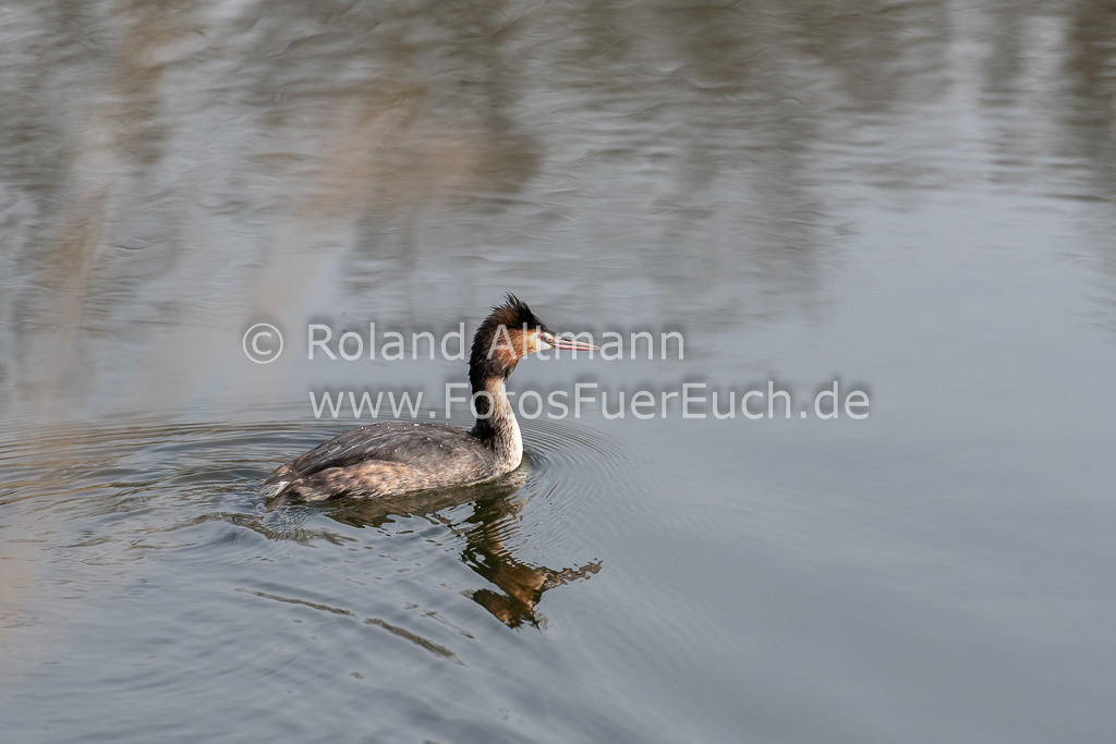 Preview 20200126_Roland_Altmann_8504370.jpg