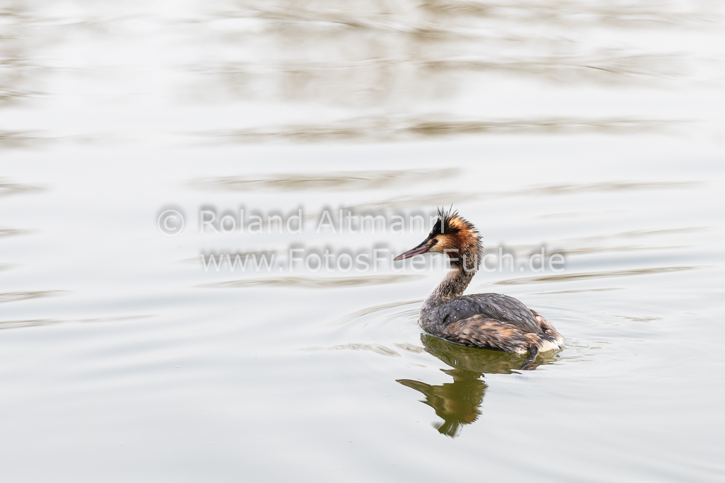 Preview 20200126_Roland_Altmann_8504399.jpg