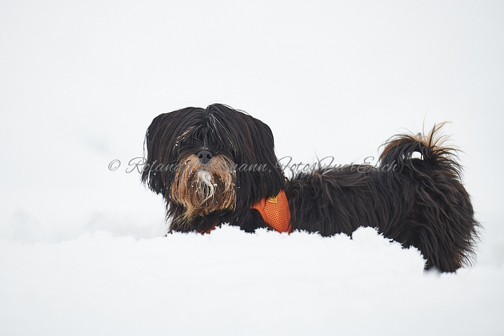 Preview 20211210_Roland_Altmann_8505784.jpg