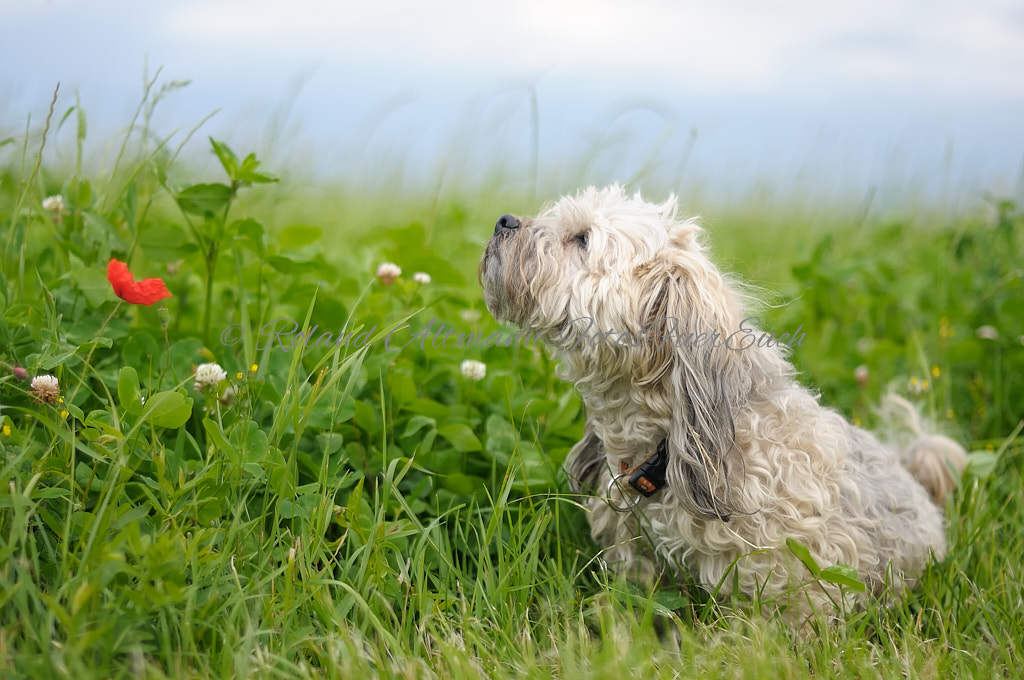 Preview _DSC5667_20110625_2801.jpg